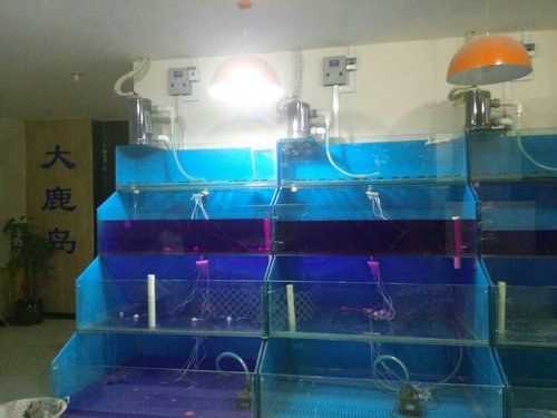 大鹿岛鱼缸